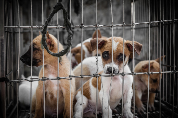 <strong>Irenes Blog – </strong>Hunde aus dem Tierschutz – Welche Probleme gibt es