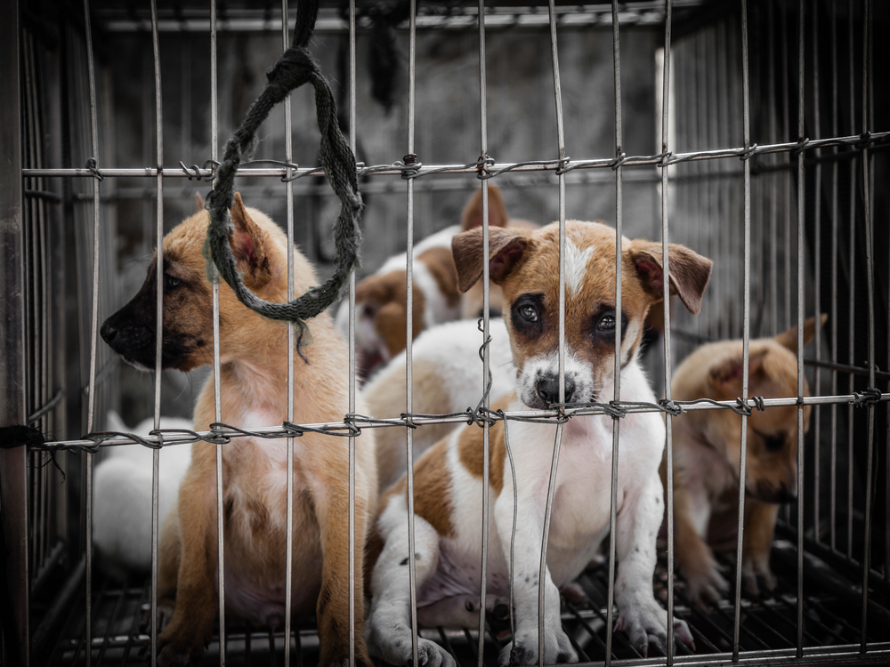 <strong>Irenes Blog – </strong>Hunde aus dem Tierschutz – Welche Probleme gibt es