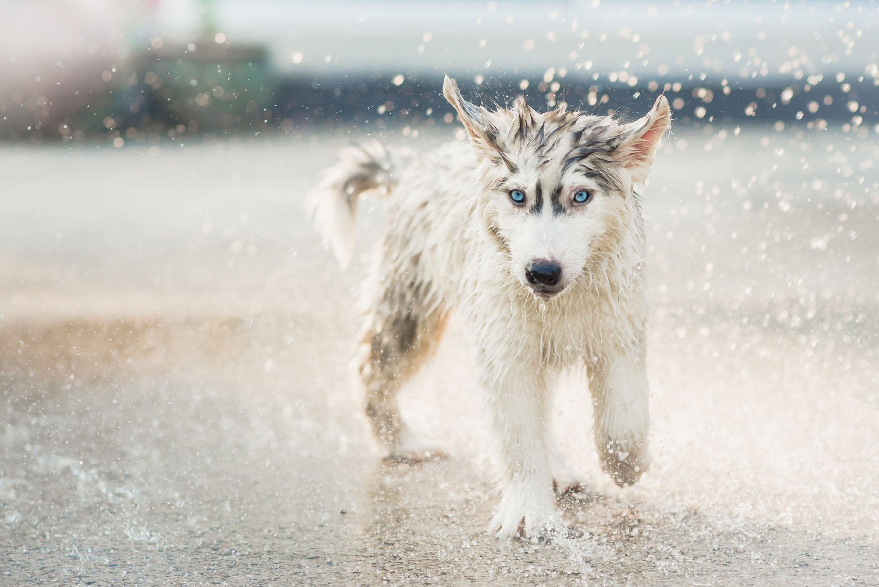 Sommer Programm in der Hundeschule Hürm