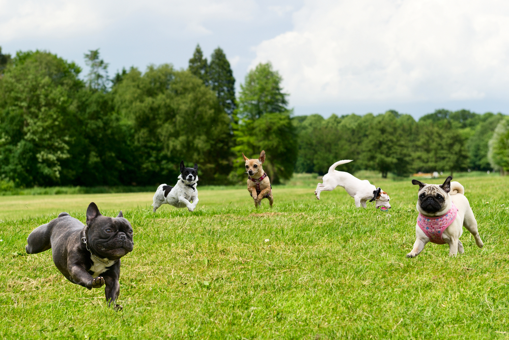 Hundefreilaufzone – Fluch oder Segen?