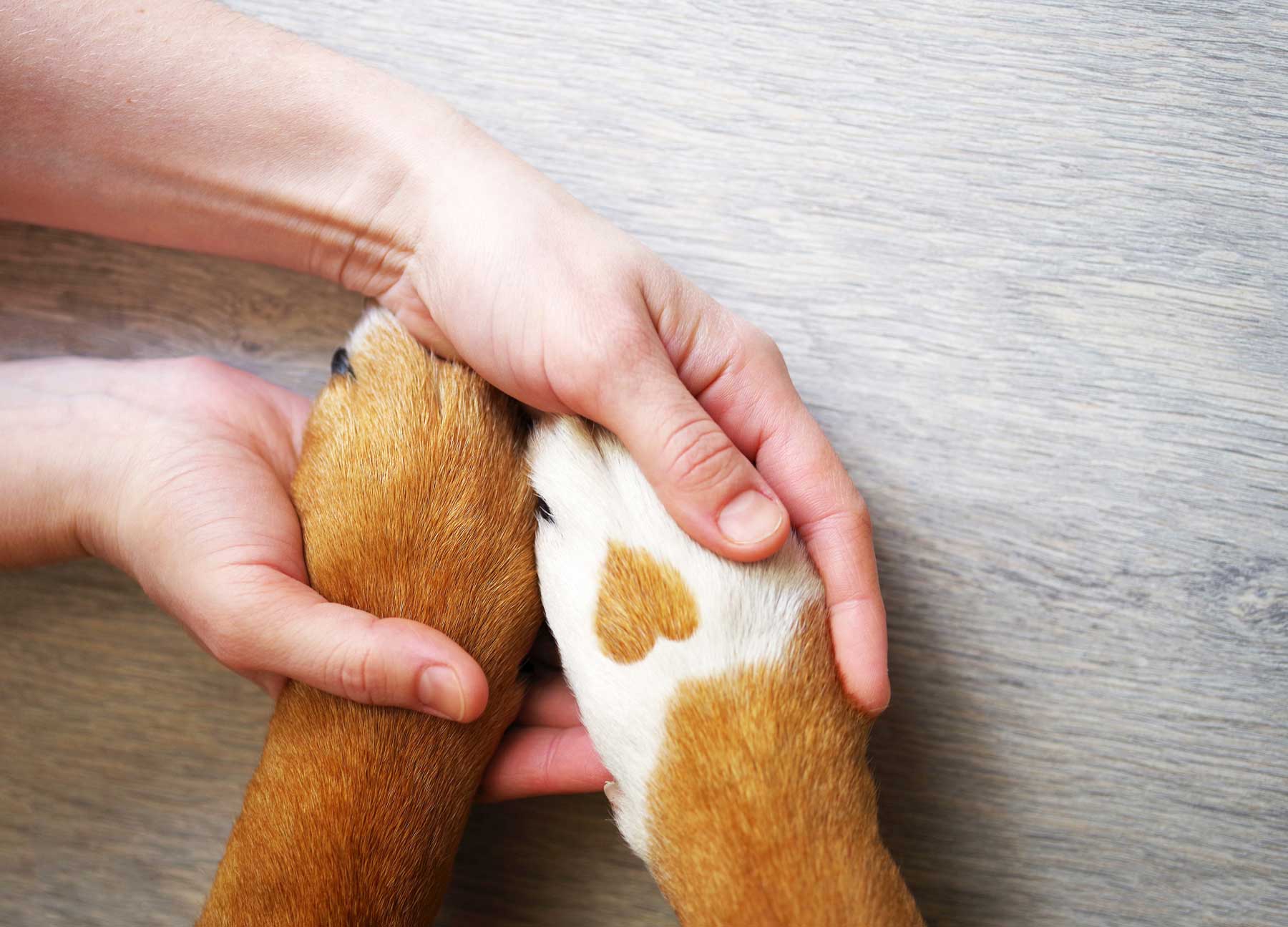 Einzel Training – Für Hunde mit besonderen Bedürfnissen
