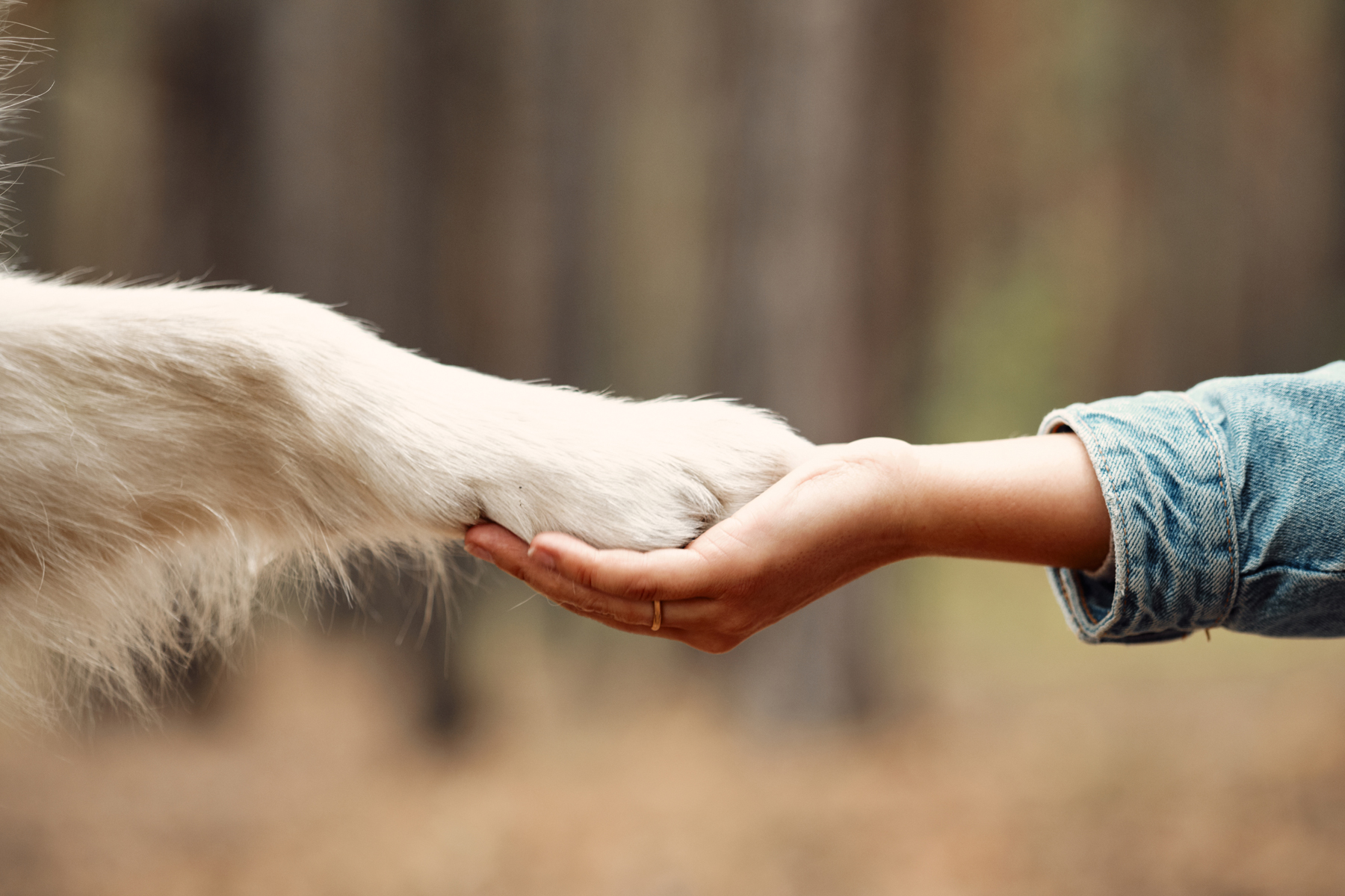 NÖ Sachkundenachweis für alle Hundehalter <br> Hundeschule Hürm Bezirk Melk